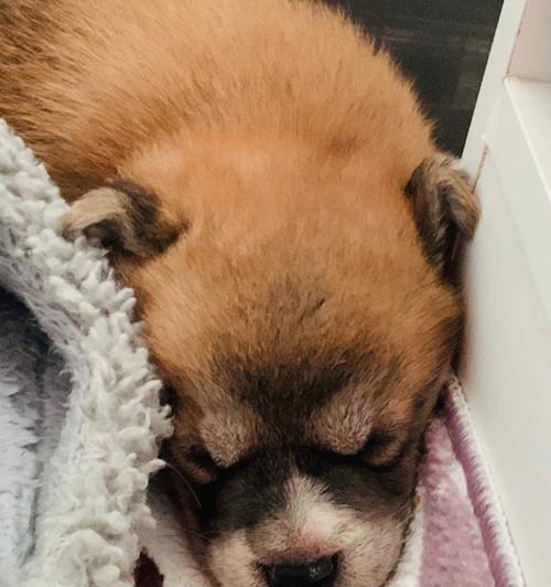 怎样照顾感冒的柴犬（如何给宠物细心呵护，让其尽快恢复健康）