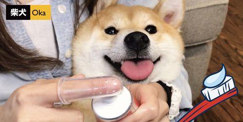 寿命有限，如何识别柴犬衰老迹象（以宠物为主，透视衰老在柴犬身上的表现）