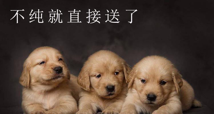 宠物狗繁殖的基本知识（从选种到繁殖，了解狗狗生育的一切）