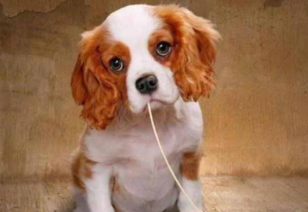 宠物狗不能吃的食物（狗主人必看，避免给狗狗带来伤害！）