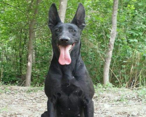 探寻纯种黑狼犬的生活习性（以宠物为主的实用指南）