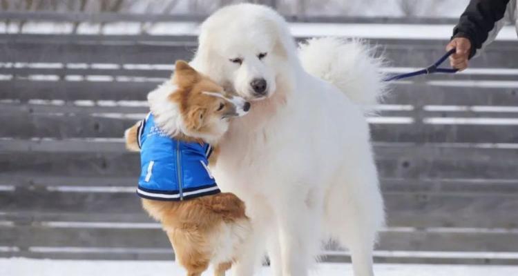揭秘大白熊犬的身高体重标准（以宠物为主，了解大白熊犬的身体数据，让宠物更健康）