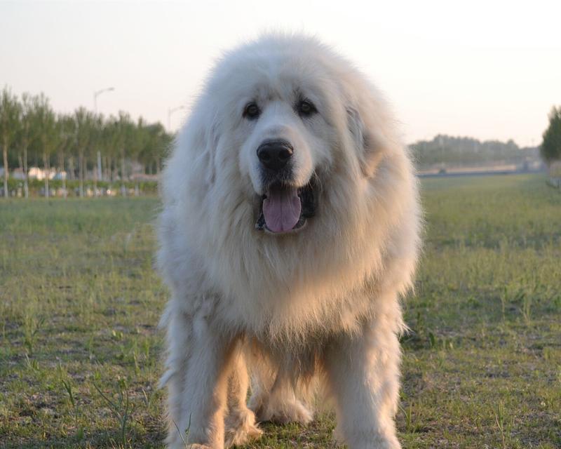 如何为你的大白熊犬提供最佳饮食？（了解大白熊犬的营养需求和饮食习惯，为它提供最好的饮食）