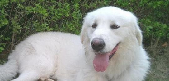 大白熊犬训练全指南（从何时开始训练到如何实现良好行为习惯）