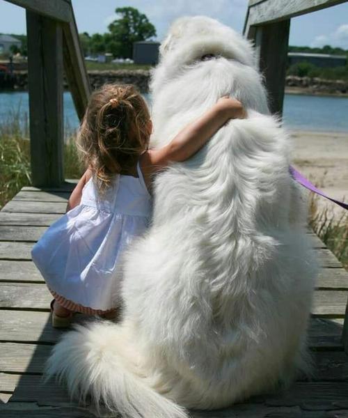 大白熊犬怀孕时间及注意事项（探寻大白熊犬繁殖过程，帮助宠物主人减少错误）