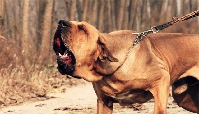 如何培养大丹犬的优秀护卫能力（以宠物为主，让大丹犬成为家庭安全的守护者）