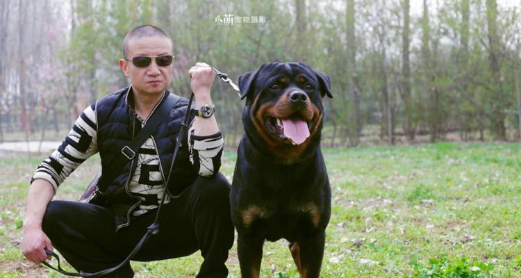 散步养罗威纳犬，双赢健康（散步带罗威纳犬的好处及建议）