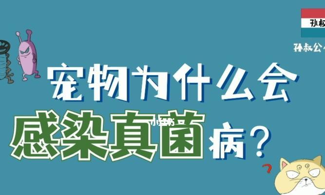 宠物皮肤真菌病的预防与治疗（宠物皮肤真菌病的危害及预防措施）