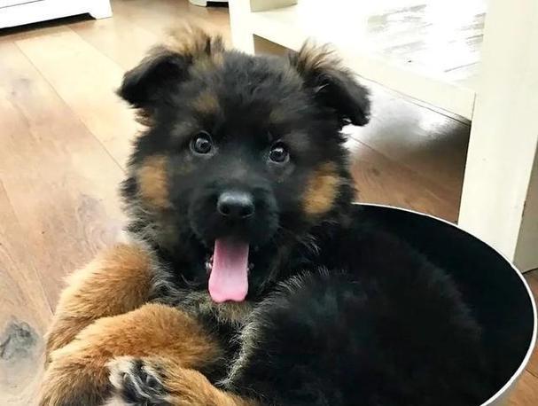 如何有效应对德国牧羊犬掉毛问题（养宠物人士必看，从日常护理到饮食着手，告别狗毛满地！）
