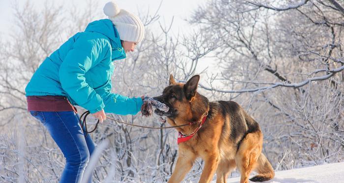 如何训练你的德国牧羊犬随行？（以宠物为主，建立强大的牵引关系）