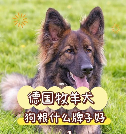 德国牧羊犬的饮食需求（以宠物为主的饮食健康指南）