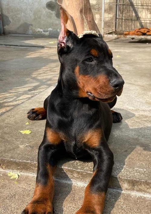 以德系杜宾犬头部特征为主题的详细解读