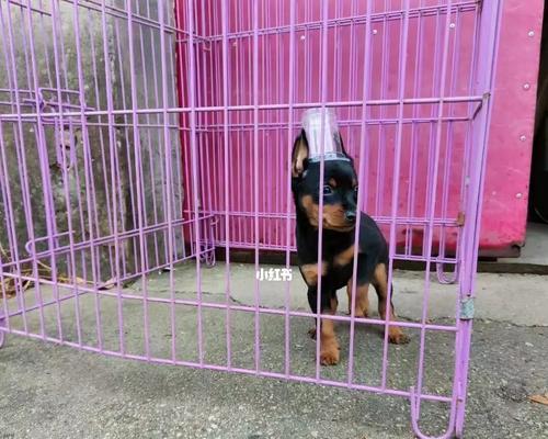 如何保持迷你杜宾犬健康（从饮食、锻炼到定期检查，这些方法让你的迷你杜宾犬更健康）