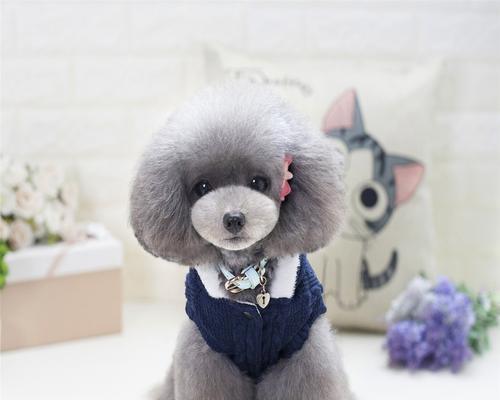 冬季保护狗狗的穿衣指南（给爱宠穿衣，从这里开始！）