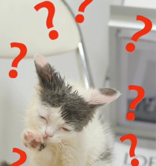 冬季如何给猫咪洗澡？（注意事项及洗澡步骤，）
