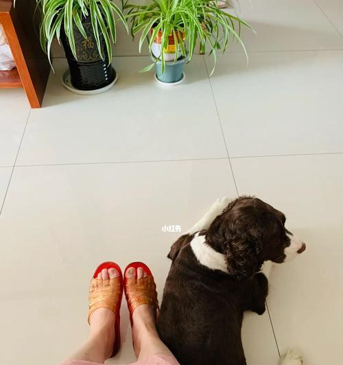 冬季剃毛，狗狗会冷吗？（宠物护理必知，狗狗冬季剪毛的利与弊）