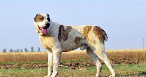 如何应对宠物杜宾犬触电事件？（详解杜宾犬触电事故的应对措施和预防方法）