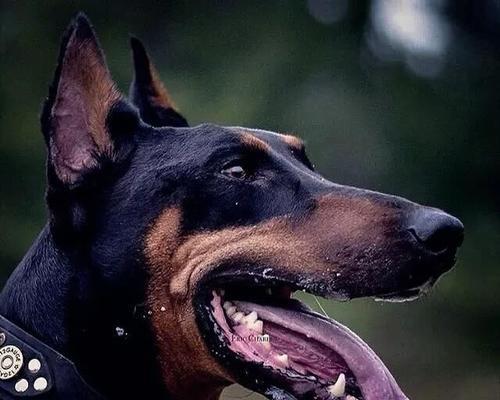 训练你的杜宾犬——掌握特殊技能的秘诀(以杜宾犬的特殊技能训练为主题,了解如何培养一只出色的宠物)
