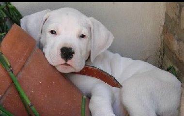 杜高老年犬的特殊照顾（如何给杜高老年犬提供最佳生活质量）