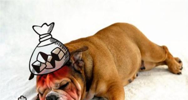 如何教育不听话的杜高犬（以宠物为主，让你的犬只听从你一个人的指令）