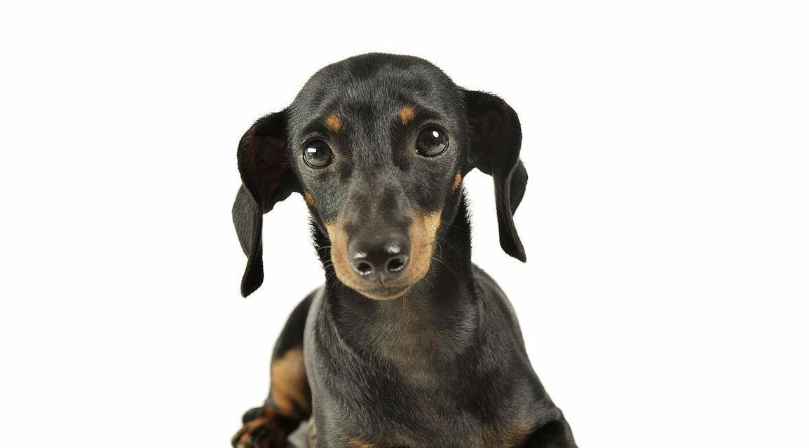 探秘短毛腊肠犬的名字由来（从历史、特点到品种，揭秘短毛腊肠犬名字之谜）