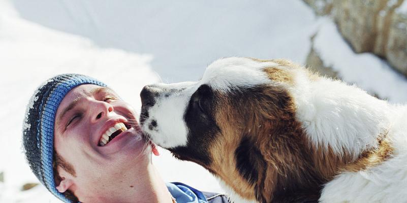 圣伯纳犬纠错训练全攻略（以宠物为主的训练方式，让你的圣伯纳犬变得更加温顺听话）