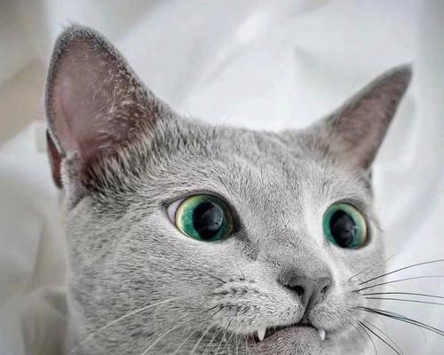 探究俄罗斯蓝猫的饮食习惯（以宠物为主，了解俄罗斯蓝猫的偏食情况）