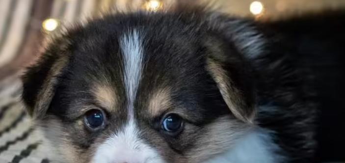 解决恶霸犬排便困难问题（以宠物为主，让恶霸犬顺利排便）