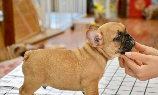 法国斗牛犬品相标准剖析（以宠物为主，15个段落详解该品种的各方面特点）
