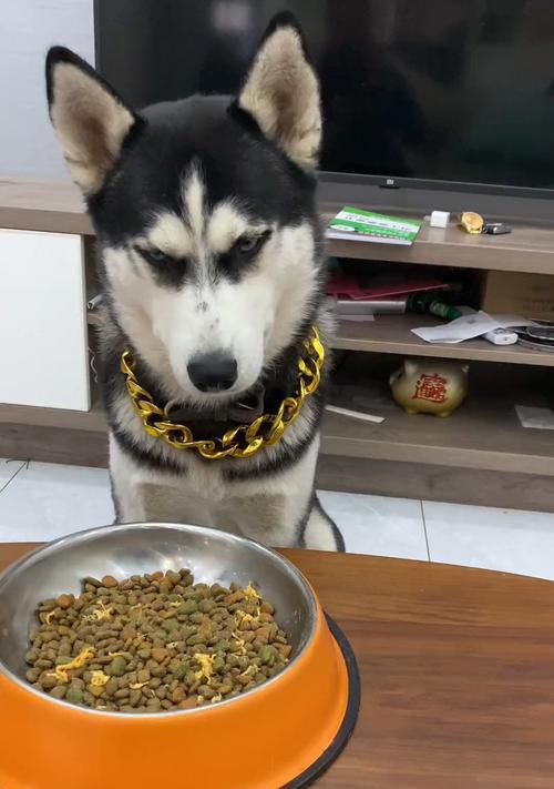 如何改掉狗狗挑食的毛病（让宠物健康饮食，主人无后顾之忧）