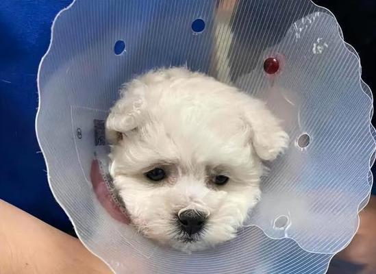 从零开始养比熊犬，你需要知道的15个细节（刚出生的比熊犬如何养成健康快乐的宠物？）