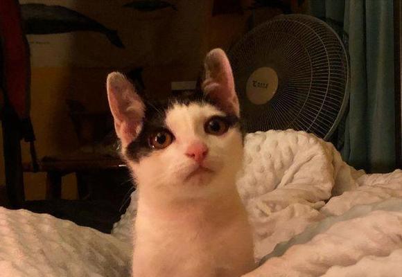 初养小猫指南（从萌新到猫奴，如何成为好猫爸妈）
