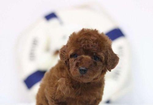 如何科学养护刚满月的泰迪犬（宠物护理必备，从出生起开始）