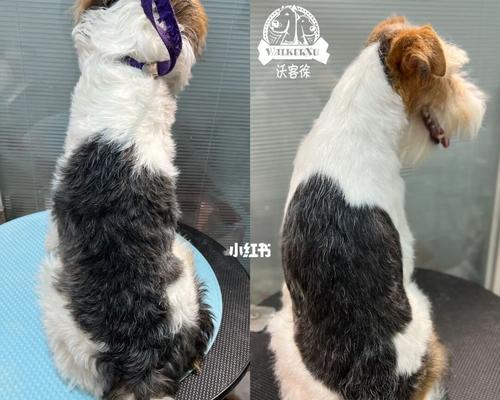 如何为你的猎狐梗宠物进行美容（以刚毛猎狐梗为例，学会正确的美容方法）