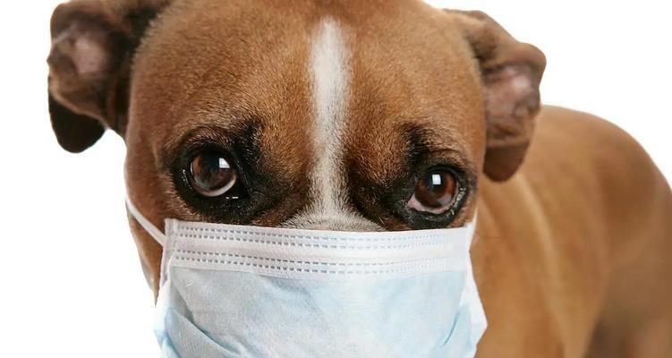 高加索犬不听话怎么办？（宠物主人必看，让你的高加索犬变得听话顺从！）