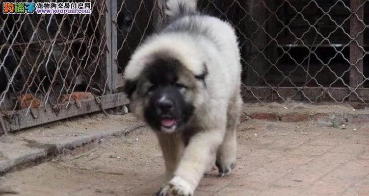 如何通过高加索犬年龄鉴别方法判断宠物年龄？