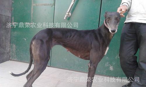 如何训练格力犬抓兔子？（从宠物到猎犬，为你的格力犬增加一项新技能！）