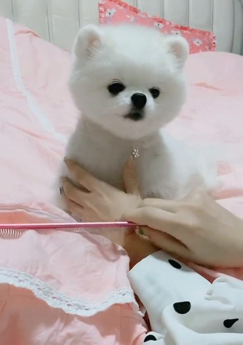 如何正确梳理博美毛发（掌握这些技巧，让你的博美毛发更亮丽健康）