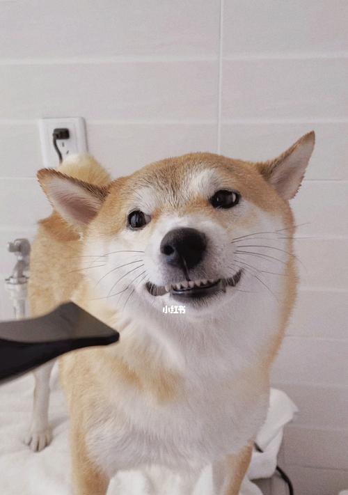 如何正确给你的柴犬狗狗洗澡？（步骤详解，让你的宠物健康美丽）