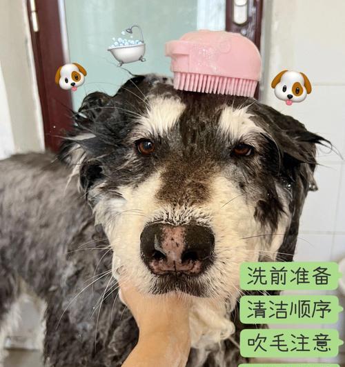 冬季宠物护理（如何正确给狗狗洗澡，避免对犬只造成伤害）