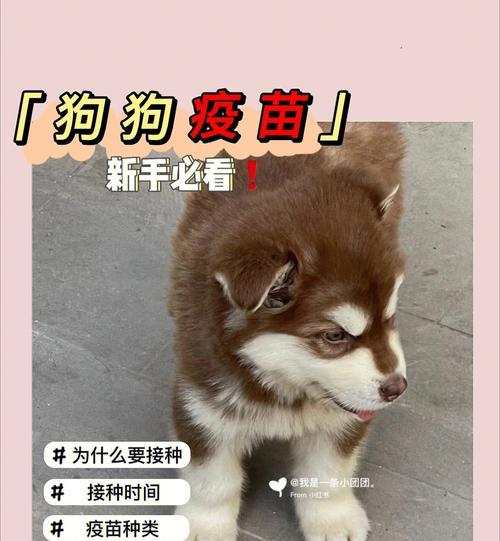 给宠物狗注射疫苗的注意事项（从预防疾病到保护健康，这些都需要知道）