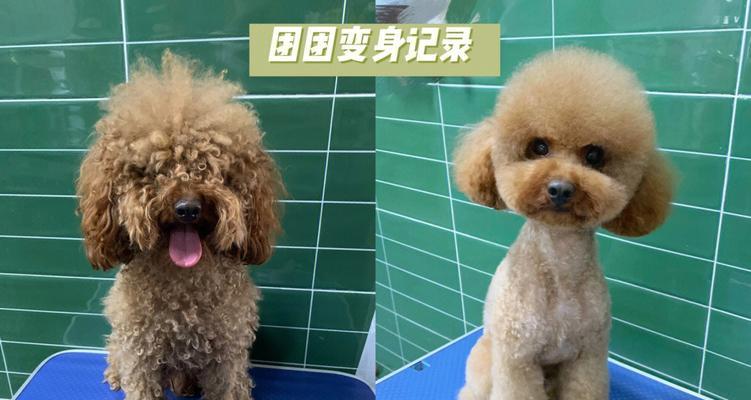 贵宾犬的梳毛技巧（如何让你的贵宾犬更加美丽健康？）
