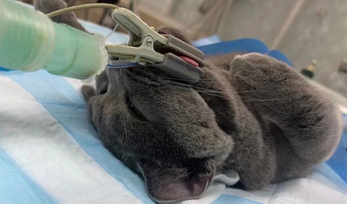 如何正确给你的蓝猫洗澡（宠物护理指南，猫咪洗澡的正确方法）