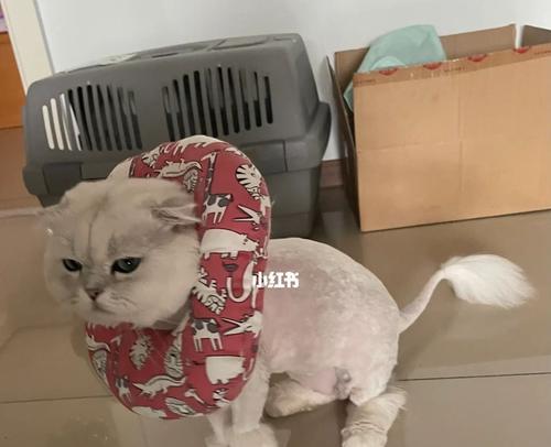 剃猫毛（为宠物做好剃毛前的准备，避免意外伤害）