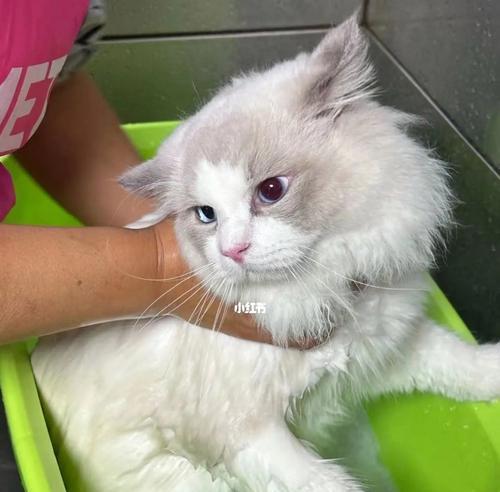 如何正确给宠物猫咪洗澡（实用技巧，让你轻松洗净爱宠）