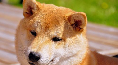 秋田犬的营养饮食（给秋田犬喂鸡蛋的正确方法与注意事项）