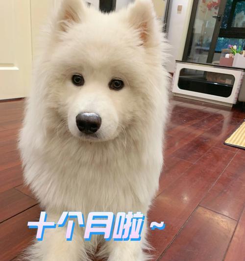 如何正确给萨摩耶洗澡（注意事项，避免误区，让宠物更舒适）