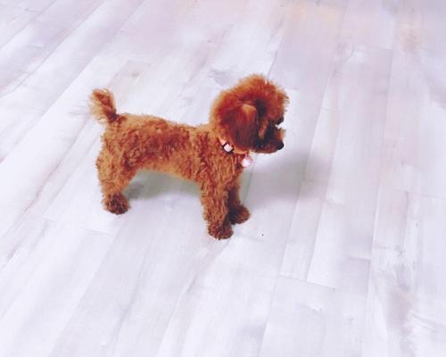 泰迪犬剃胎毛的好处（宠物健康与美容从这里开始）