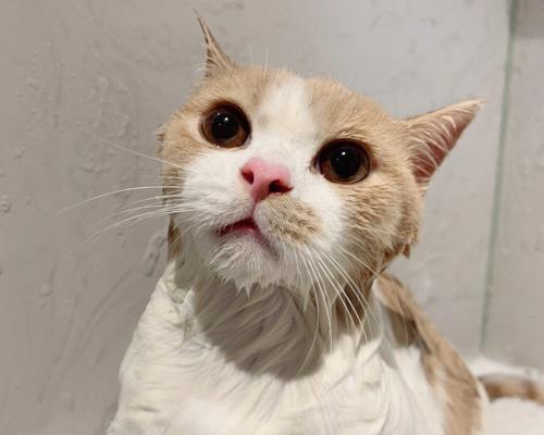 小心！洗猫不是件容易的事（给你的宠物猫做好洗澡前准备工作，避免不必要的麻烦）