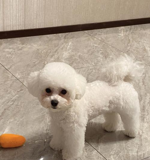 小技巧助你为幼犬做美容（宠物幼犬美容指南，教你如何让狗狗更可爱）